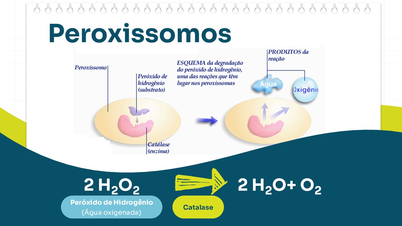 Slide de Ciências sobre peroxissomos e estudo das células