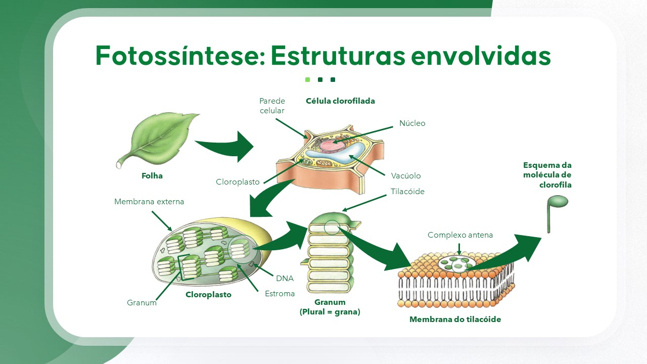 Slide de Biologia sobre fotossíntese