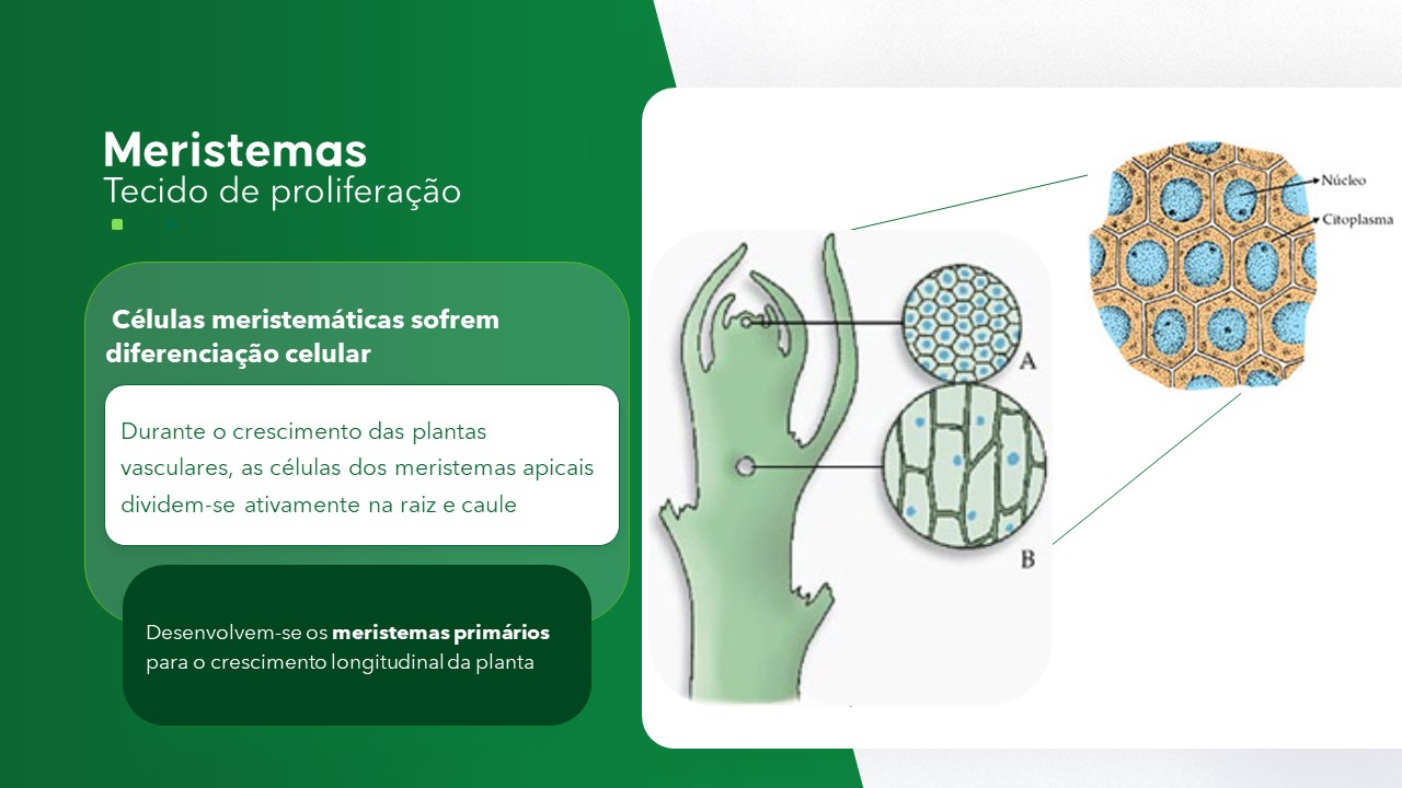 Slide de Biologia sobre histologia vegetal e meristemas