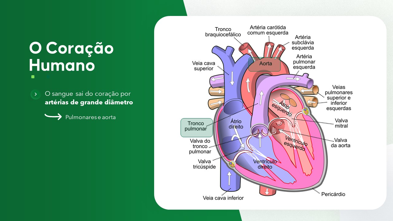 Slide de Biologia sobre o sistema circulatório humano